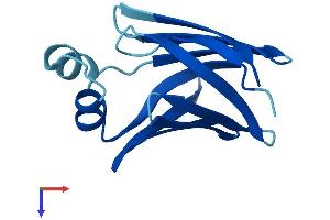 AlphaFold protein structure predicition of Mouse Recombinant Fabp1 Protein, UniprotID P12710