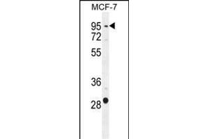 PTCHD3 Antibody (C-term) (ABIN655356 and ABIN2844915) western blot analysis in MCF-7 cell line lysates (35 μg/lane). (PTCHD3 anticorps  (C-Term))