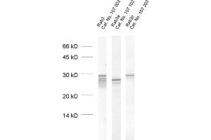 dilution: 1 : 1000, sample: crude synaptosomal fraction of rat brain (P2) (RAB3A anticorps  (AA 2-14))