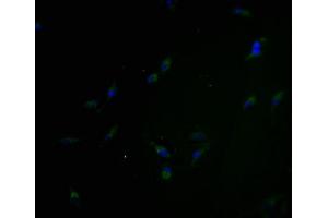 Immunofluorescence staining of Hela cells with ABIN7162187 at 1:100, counter-stained with DAPI.