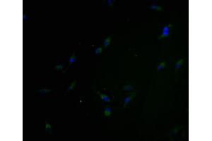 Immunofluorescence staining of Hela cells with ABIN7162187 at 1:100, counter-stained with DAPI. (OR5H6 anticorps  (AA 277-292))