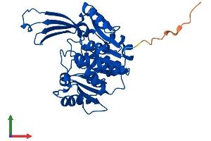 AlphaFold protein structure predicition of Human Recombinant RBKS Protein, UniprotID Q9H477