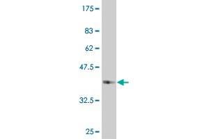 Western Blot detection against Immunogen (37.