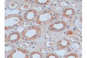 Detection of FN in Human Kidney Tissue using Polyclonal Antibody to Fibronectin (FN) (Fibronectin anticorps  (AA 1998-2106))