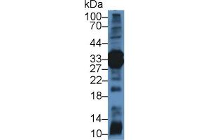 Western Blot; Sample: Rat Pancreas lysate; Primary Ab: 2µg/mL Rabbit Anti-Mouse ELA4 Antibody Second Ab: 0. (Elastase 4 anticorps  (AA 30-268))