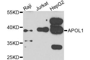 Western blot analysis of extracts of various cells, using APOL1 antibody. (APOL1 anticorps)
