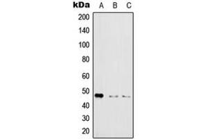 Western blot analysis of IKK gamma (pS31) expression in HeLa LPS-treated (A), Raw264.
