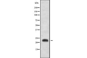 Western blot analysis of CD300LB using HT-29 whole cell lysates (CD300LB anticorps  (C-Term))