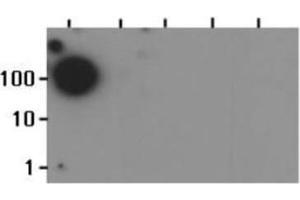 Dot Blot of Rabbit Histone H3 [Monomethyl Lys37] Antibody.