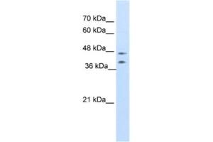 Western Blotting (WB) image for anti-Basic Leucine Zipper Nuclear Factor 1 (BLZF1) antibody (ABIN2461703) (BLZF1 anticorps)