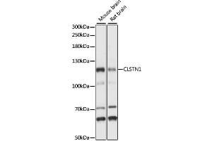 Western blot analysis of extracts of various cell lines, using CLSTN1 antibody (ABIN6292389) at 1:1000 dilution. (Calsyntenin 1 anticorps)