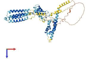 AlphaFold protein structure predicition of Human Recombinant VANGL2 Protein, UniprotID Q9ULK5