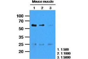 The extracts of Mouse muscle (35ug) were resolved by SDS-PAGE, transferred to PVDF membrane and probed with anti-human CASQ2 (1:1000). (CASQ2 anticorps)