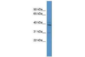 WB Suggested Anti-Tbx10 Antibody Titration:  0.