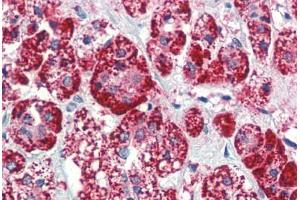Human Adrenal (formalin-fixed, paraffin-embedded) stained with HSPD1 antibody ABIN462102 at 10 ug/ml followed by biotinylated anti-mouse IgG secondary antibody ABIN481714, alkaline phosphatase-streptavidin and chromogen.