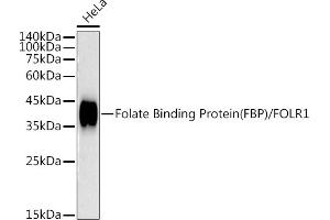 Western blot analysis of extracts of HeLa cells, using Folate Binding Protein(FBP) / FOLR1 antibody (ABIN7267223) at 1:1000 dilution. (FOLR1 anticorps)