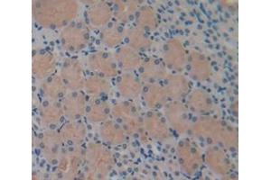 IHC-P analysis of Mouse Tissue, with DAB staining. (IL-34 anticorps  (AA 21-235))