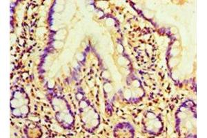 Immunohistochemistry of paraffin-embedded human small intestine tissue using ABIN7160302 at dilution of 1:100