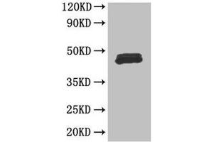 Western Blot Positive WB detected in: Mouse thymus tissue All lanes: FOXP3 antibody at 3 μg/mL Secondary Goat polyclonal to rabbit IgG at 1/50000 dilution Predicted band size: 48, 44, 50, 45 kDa Observed band size: 48 kDa (FOXP3 anticorps  (AA 1-260))