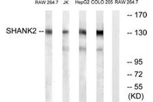 Western blot analysis of extracts from RAW264. (SHANK2 anticorps  (AA 331-380))