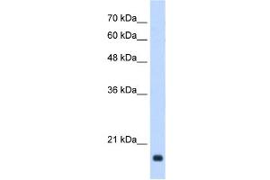 GADD45B antibody used at 0. (GADD45B anticorps  (Middle Region))