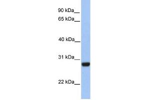 WB Suggested Anti-PAOX Antibody Titration: 0. (PAOX anticorps  (C-Term))