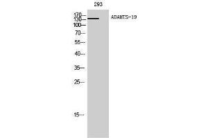Western Blotting (WB) image for anti-ADAM Metallopeptidase with Thrombospondin Type 1 Motif, 19 (ADAMTS19) (Internal Region) antibody (ABIN3183177)