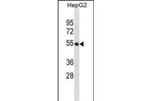 ZN Antibody (Center) (ABIN1882013 and ABIN2838596) western blot analysis in HepG2 cell line lysates (35 μg/lane). (ZNF101 anticorps  (AA 122-148))