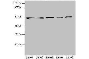 Western blot All lanes: VPS4Aantibody at 4. (VPS4A anticorps  (AA 1-120))