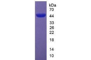 SDS-PAGE analysis of Mouse Apolipoprotein A5 Protein. (APOA5 Protéine)