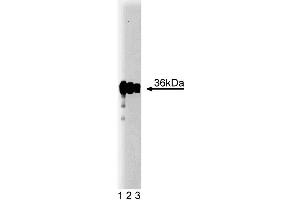 Western blot analysis of PP2A Catalytic alpha on A431 lysate. (PP2A Catalytic alpha (AA 153-309) anticorps)