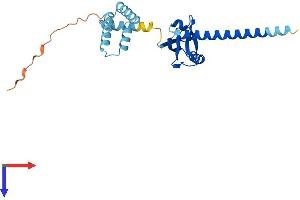 Lin-7 Homolog A (LIN7A) (AA 1-233) protein (His tag)