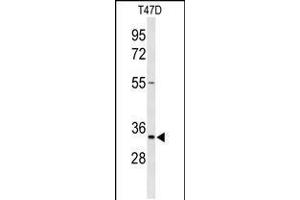 Western blot analysis of TSPAN33 Antibody in T47D cell line lysates (35ug/lane) (TSPAN33 anticorps  (C-Term))