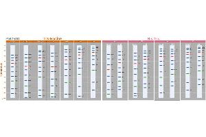 SDS-PAGE (SDS) image for ExcelBand™ 3-color Regular Range Protein Marker (ABIN5662604)
