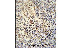 LY6G6C antibody immunohistochemistry analysis in formalin fixed and paraffin embedded human lymph node followed by peroxidase conjugation of the secondary antibody and DAB staining. (LY6G6C anticorps  (C-Term))