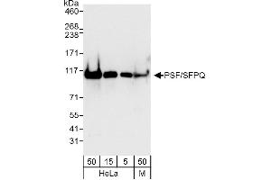 Western Blotting (WB) image for anti-Splicing Factor Proline/glutamine-Ric (SFPQ) (AA 657-707) antibody (ABIN7454737)