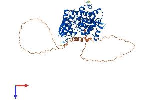 AlphaFold protein structure predicition of Mouse Recombinant Clk1 Protein, UniprotID P22518