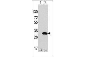 Western blot analysis of CLIC4 (arrow) using rabbit polyclonal CLIC4 Antibody.