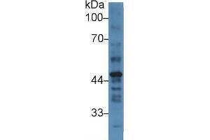 Western Blot; Sample: Human Placenta lysate; Primary Ab: 3µg/ml Rabbit Anti-Human PAI2 Antibody Second Ab: 0. (SERPINB2 anticorps  (AA 170-393))