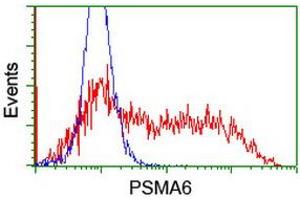 Image no. 14 for anti-Proteasome Subunit alpha 6 (PSMA6) antibody (ABIN1500464) (PSMA6 anticorps)