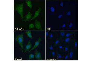 ABIN184715 Immunofluorescence analysis of paraformaldehyde fixed HeLa cells, permeabilized with 0. (WNT4 anticorps  (Internal Region))