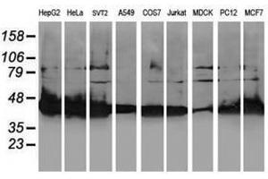 Image no. 8 for anti-NIF3 NGG1 Interacting Factor 3-Like 1 (NIF3L1) antibody (ABIN1496618) (NIF3L1 anticorps)