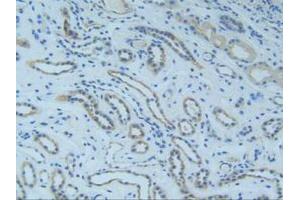 IHC-P analysis of Human Kidney Tissue, with DAB staining. (SMAD9 anticorps  (AA 226-459))