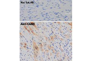 Immunohistochemistry (IHC) image for anti-Calnexin (CANX) (C-Term) antibody (ABIN1440008) (Calnexin anticorps  (C-Term))