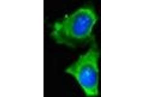 Immunofluorescent analysis of Hela cells using ABIN7159413 at dilution of 1:100 and Alexa Fluor 488-congugated AffiniPure Goat Anti-Rabbit IgG(H+L)