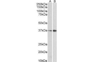 ABIN185075 (0. (MORF4L1 anticorps  (N-Term))