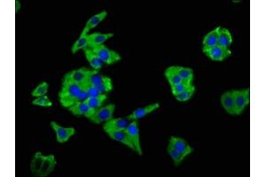 Immunofluorescence staining of HepG2 cells with ABIN7160125 at 1:66, counter-stained with DAPI. (Moesin anticorps  (AA 466-572))