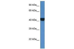 Western Blot showing PRKAR2A antibody used at a concentration of 1 ug/ml against Fetal Kidney Lysate