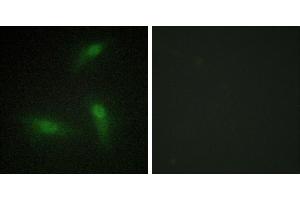 Peptide - +Immunofluorescence analysis of HeLa cells, using hnRNP A1 antibody. (HNRNPA1 anticorps)