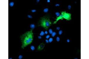 Anti-PSMD2 mouse monoclonal antibody (ABIN2454812) immunofluorescent staining of COS7 cells transiently transfected by pCMV6-ENTRY PSMD2 (RC203204). (PSMD2 anticorps)